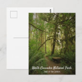 Carte Postale Paisible Green Forest Trail Washington (Devant / Derrière)