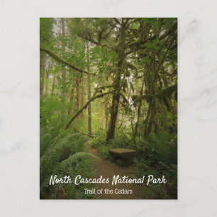 Carte Postale Paisible Green Forest Trail Washington