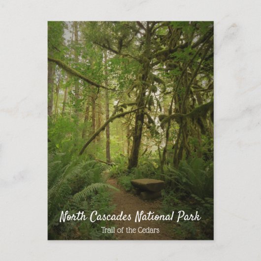 Carte Postale Paisible Green Forest Trail Washington (Devant)