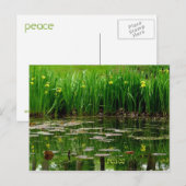 Carte postale Paix (Devant / Derrière)