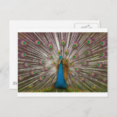 Carte Postale Paix Peacock (Devant / Derrière)