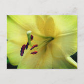 Carte Postale Pale Yellow Lily Flower Photography (Devant)
