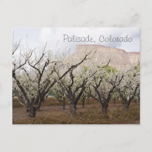 Carte Postale Palisade, Colorado (Devant)