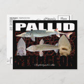 Carte postale Pallid Sturgeon-Collage (Devant / Derrière)
