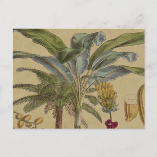 Carte Postale Palm Antique Fruit Tropical Art Botanique (Devant)