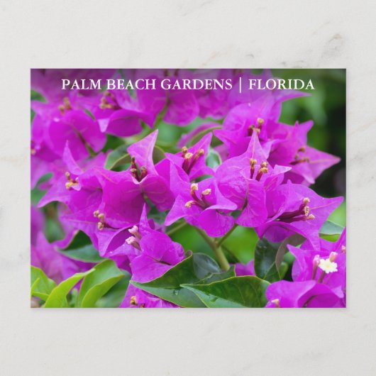 Carte Postale Palm Beach Gardens Floride Voyage Floride (Devant)