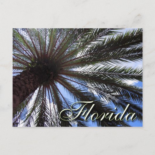 Carte Postale Palm de Floride (Devant)
