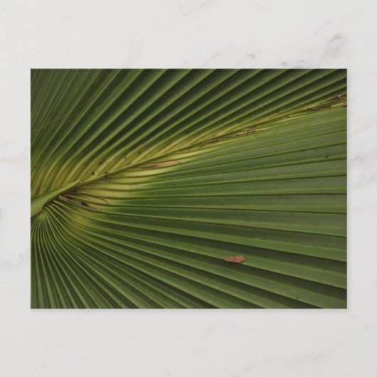 Carte Postale Palm Frond (Devant)