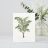 Carte Postale Palm illustration Collection I (Debout devant)
