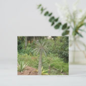 Carte postale Palm Madagascar (Debout devant)