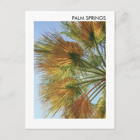 Carte Postale Palm Springs Palm Trees et Palm Fronds (Devant)