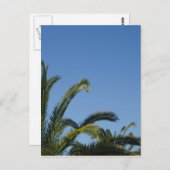 Carte postale Palm Tree (Devant / Derrière)