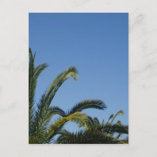 Carte postale Palm Tree