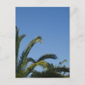 Carte postale Palm Tree (Devant)