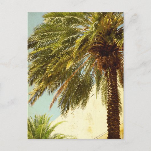 Carte postale Palm Tree (Devant)