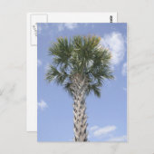 Carte Postale Palm Tree Anywhere USA (Devant / Derrière)