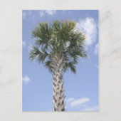 Carte Postale Palm Tree Anywhere USA (Devant)