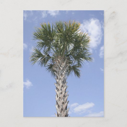 Carte Postale Palm Tree Anywhere USA (Devant)