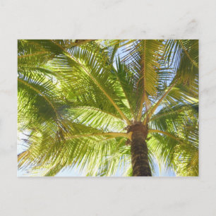 Carte postale Palm Tree Beach