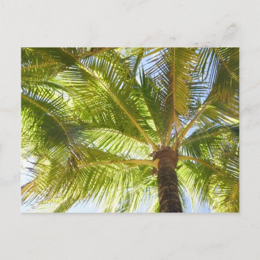 Carte postale Palm Tree Beach (Devant)