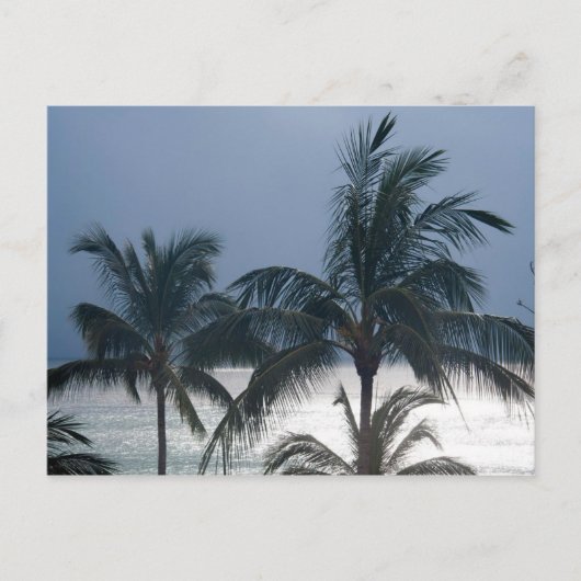 Carte Postale Palm Trees (Devant)