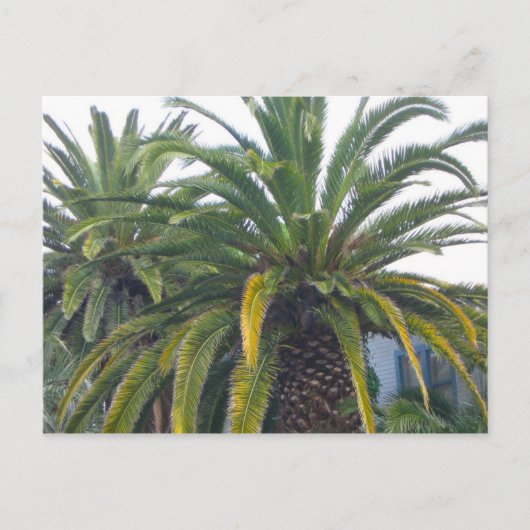 Carte postale Palm Trees (Devant)