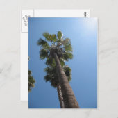 Carte postale Palm Trees (Devant / Derrière)