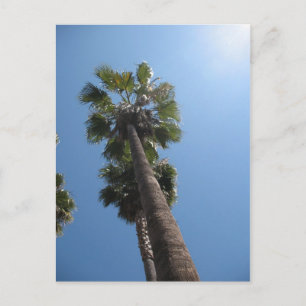 Carte postale Palm Trees