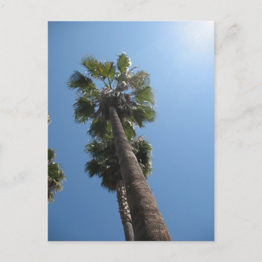 Carte postale Palm Trees (Devant)
