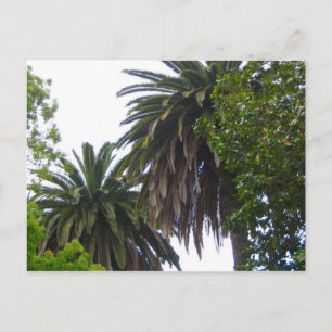 Carte postale Palm Trees