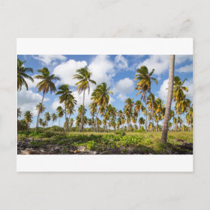 Carte Postale Palm trees on the beach of Isla Saona