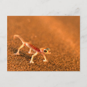 Carte Postale Palmatogecko sur dune de sable, Swakpomund, Erongo