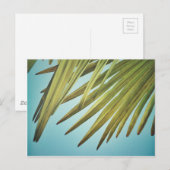 Carte Postale Palmenwedel am Sommerhimmel (Devant / Derrière)