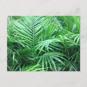 Carte Postale Palmes paradisiaques