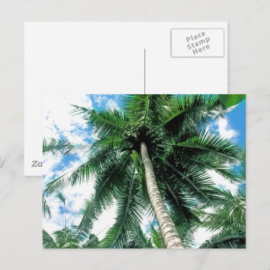 Carte Postale Palmier (Devant / Derrière)