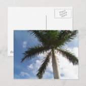 Carte Postale Palmier (Devant / Derrière)