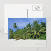 Carte Postale Palmier 3 (Devant / Derrière)