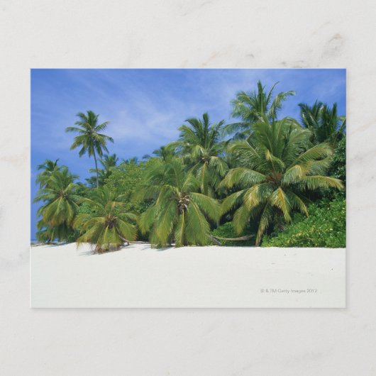 Carte Postale Palmier 3 (Devant)