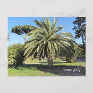 Carte Postale Palmier à Rome, Italie