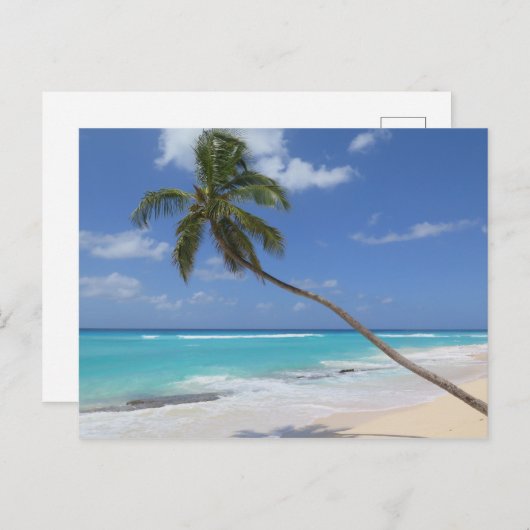 Carte Postale Palmier Barbade (Devant / Derrière)