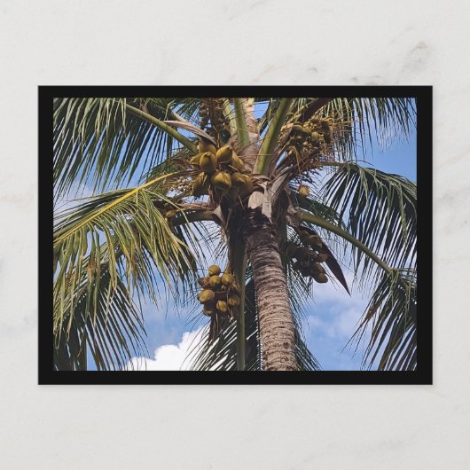 CARTE POSTALE PALMIER COCO (Devant)