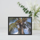 CARTE POSTALE PALMIER COCO (Debout devant)