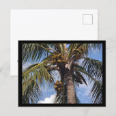 CARTE POSTALE PALMIER COCO (Devant / Derrière)