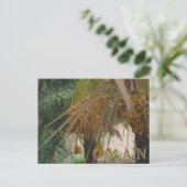 Carte Postale Palmier dattier d'Oman (Debout devant)