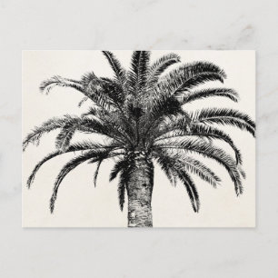 Carte Postale Palmier de l'île tropicale rétro en noir et blanc