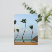 Carte Postale Palmier de Plage (Debout devant)