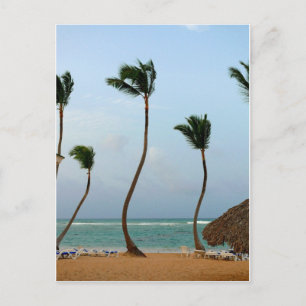 Carte Postale Palmier de Plage