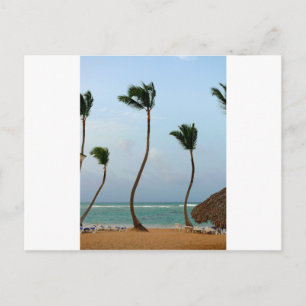 Carte Postale Palmier de plage