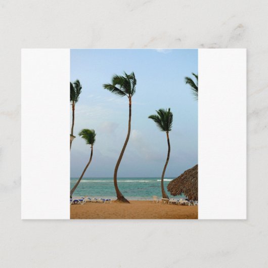 Carte Postale Palmier de plage (Devant)