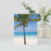 Carte Postale Palmier des Bahamas (Debout devant)